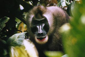 Обезьяна дрил - один из обитателей лесов Экваториальной Гвинеи