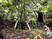 Гилея - экваториальный лес