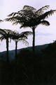 Древовидные папоротники, характерные для высокогорья Биоко, могут вырастать до 12 м
