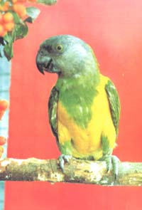 Попугай сенегальский